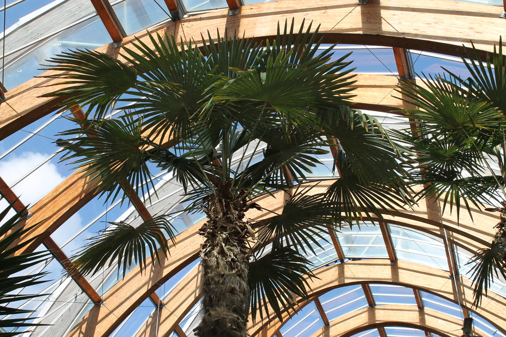 Winter Gardens, Sheffield - geograph.org.uk - 3395292
